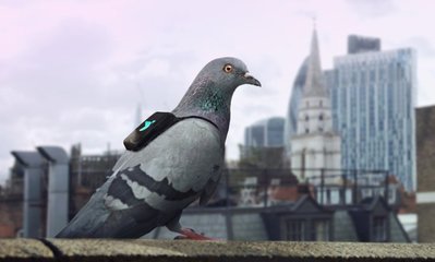 Plume Labs为鸽子设计智能&ldquo;背包&rdquo; 监测空气污染_新浪财经_新浪网